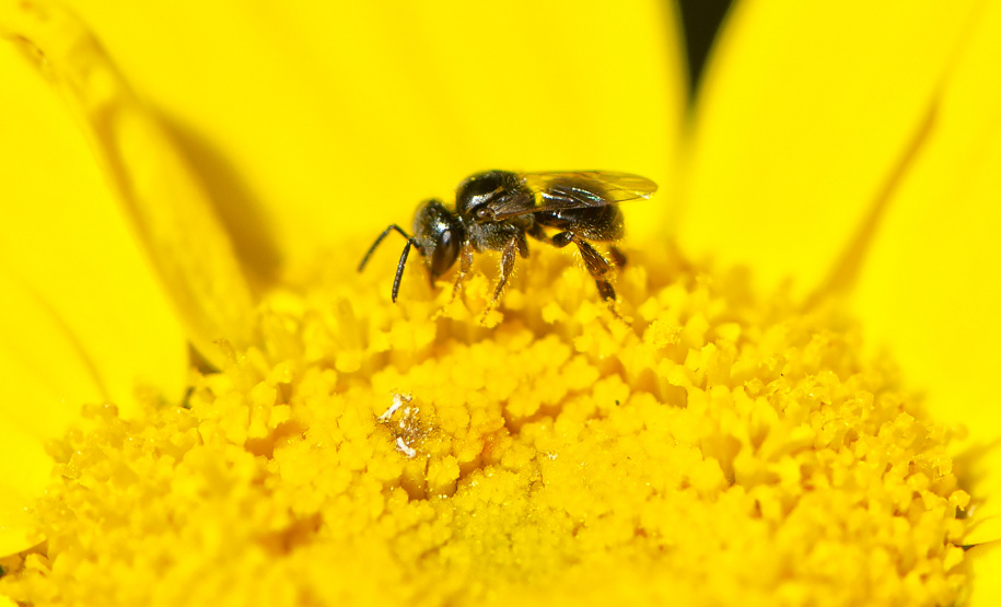 IAT POLINIZA PARANÁ