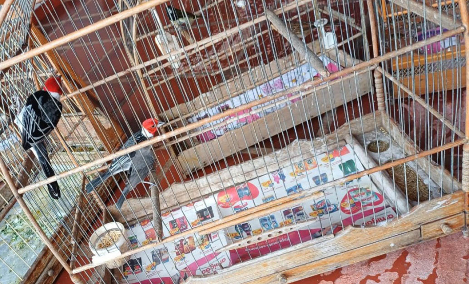 IAT apreendeu 11 pássaros criados de maneira irregular em Umuarama, no Noroeste do Paraná