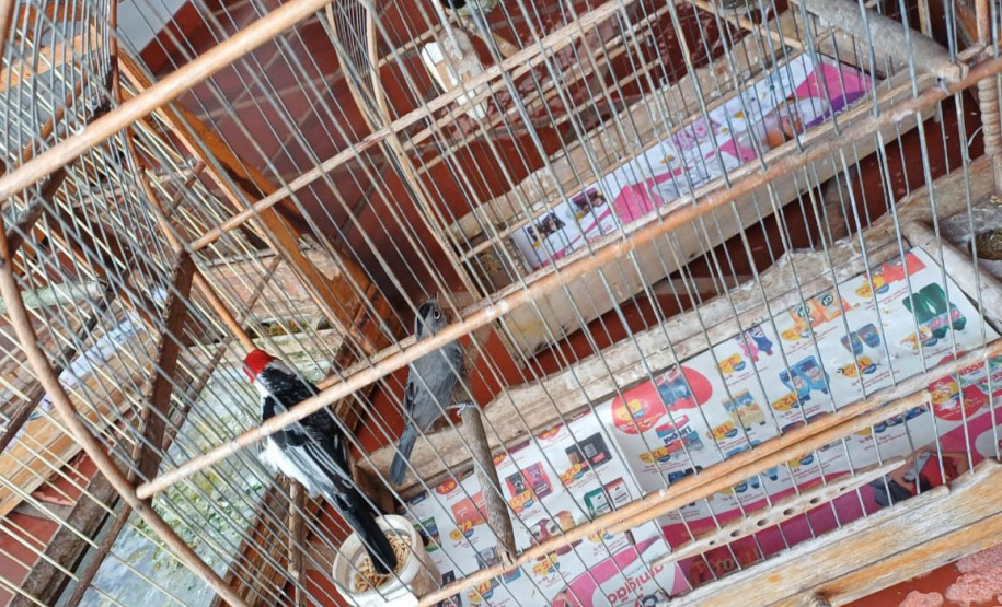 IAT apreendeu 11 pássaros criados de maneira irregular em Umuarama, no Noroeste do Paraná