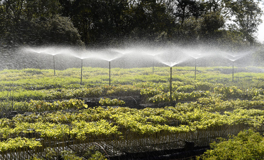 Paraná Mais Verde versão 2025 terá o início da reestruturação dos viveiros e laboratórios de sementes administrados pelo IAT