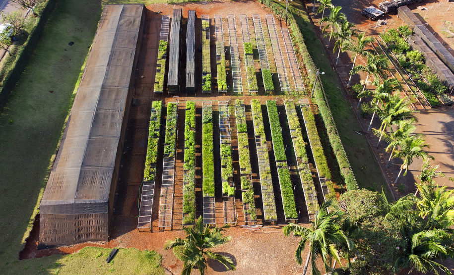 Paraná Mais Verde versão 2025 terá o início da reestruturação dos viveiros e laboratórios de sementes administrados pelo IAT