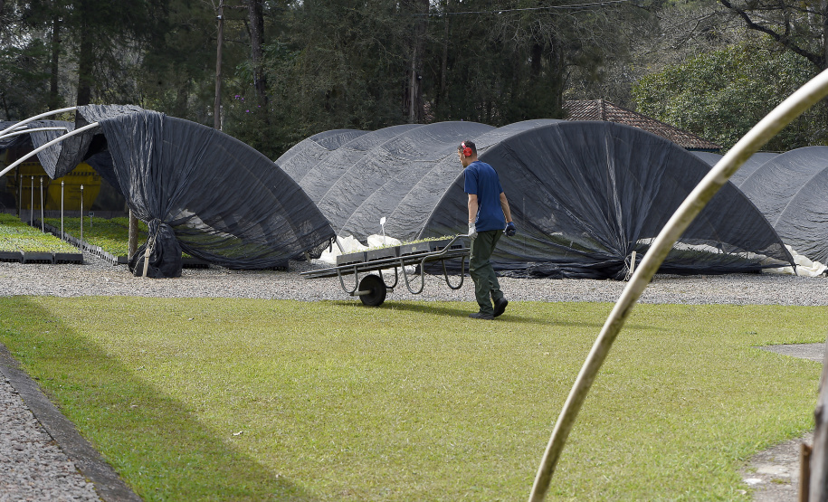 Paraná Mais Verde versão 2025 terá o início da reestruturação dos viveiros e laboratórios de sementes administrados pelo IAT