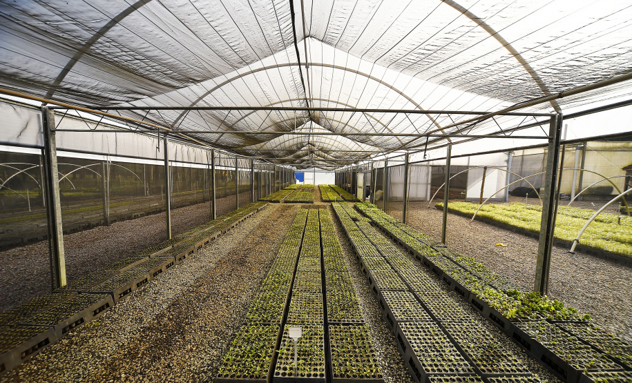 Paraná Mais Verde versão 2025 terá o início da reestruturação dos viveiros e laboratórios de sementes administrados pelo IAT