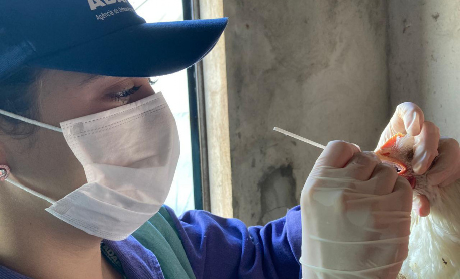 Adapar inicia ciclo de vigilância ativa contra Influenza Aviária e Doença de Newcastle no Paraná