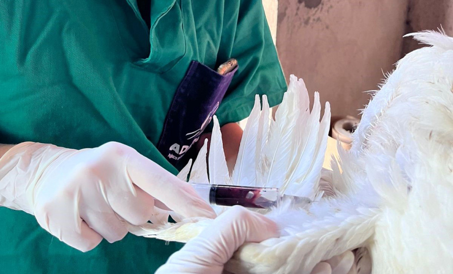 Adapar inicia ciclo de vigilância ativa contra Influenza Aviária e Doença de Newcastle no Paraná
