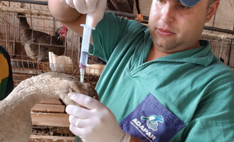 Adapar inicia ciclo de vigilância ativa contra Influenza Aviária e Doença de Newcastle no Paraná