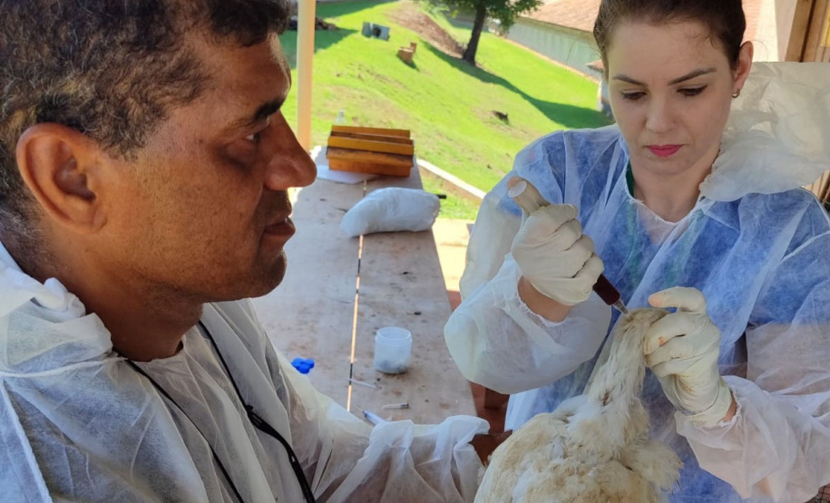Adapar inicia ciclo de vigilância ativa contra Influenza Aviária e Doença de Newcastle no Paraná