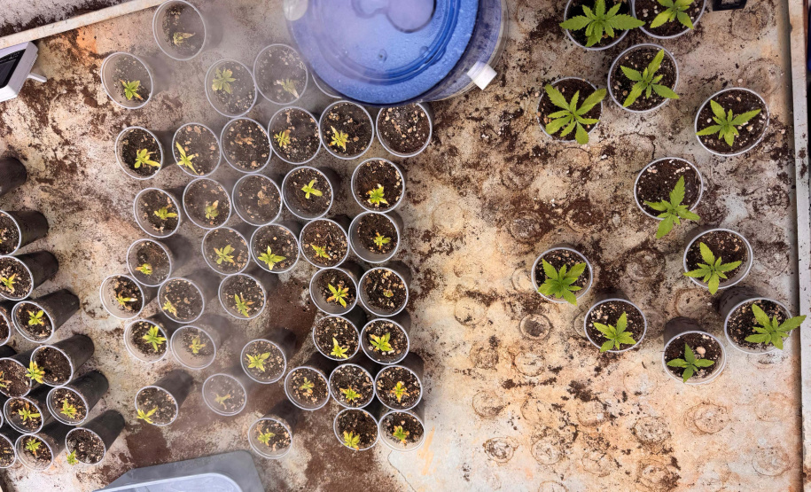 PCPR desmantela esquema para a produção de maconha em Piraquara