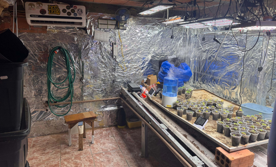 PCPR desmantela esquema para a produção de maconha em Piraquara