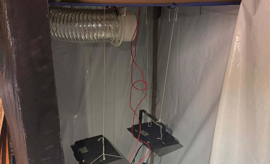 PCPR desmantela esquema para a produção de maconha em Piraquara