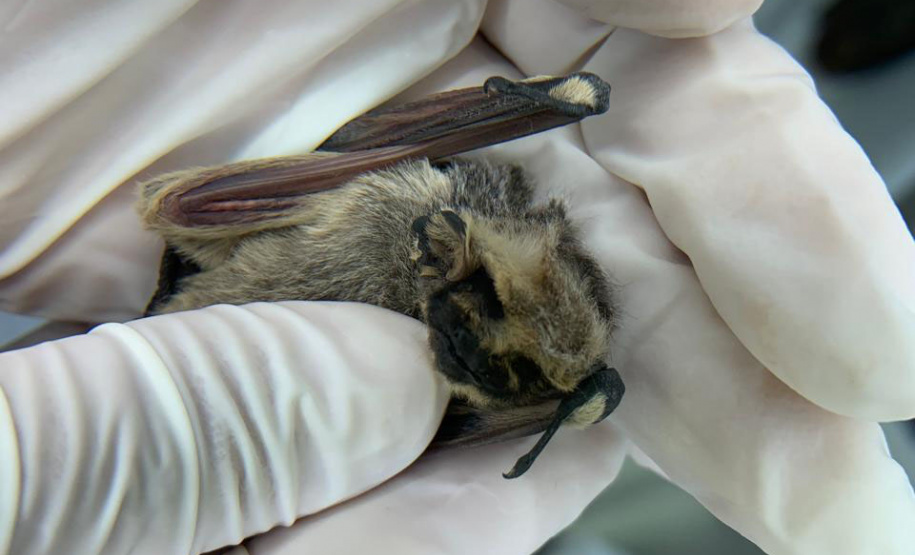 Sesa alerta para cuidados com morcegos e prevenção contra a raiva no verão