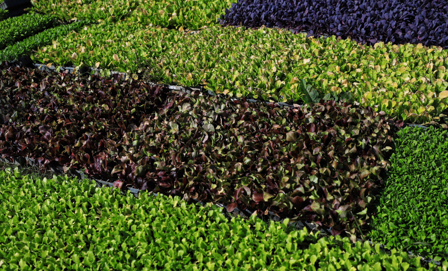 Projeto Renda Agricultor Familiar passa a atender 10 mil pessoas no Paraná