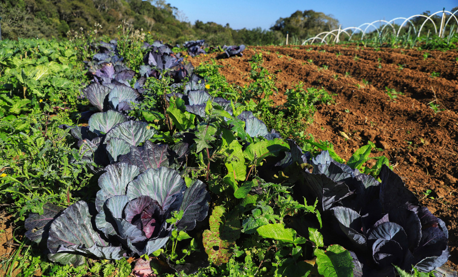Projeto Renda Agricultor Familiar passa a atender 10 mil pessoas no Paraná