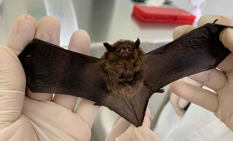 Sesa alerta para cuidados com morcegos e prevenção contra a raiva no verão