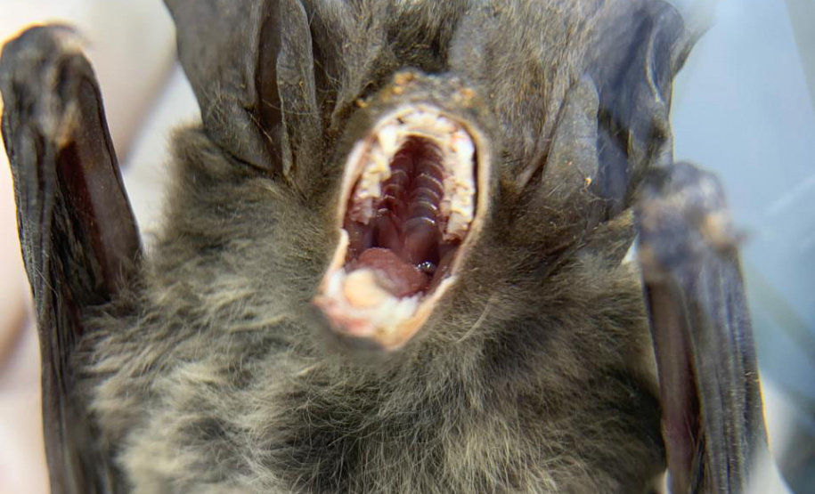 Sesa alerta para cuidados com morcegos e prevenção contra a raiva no verão