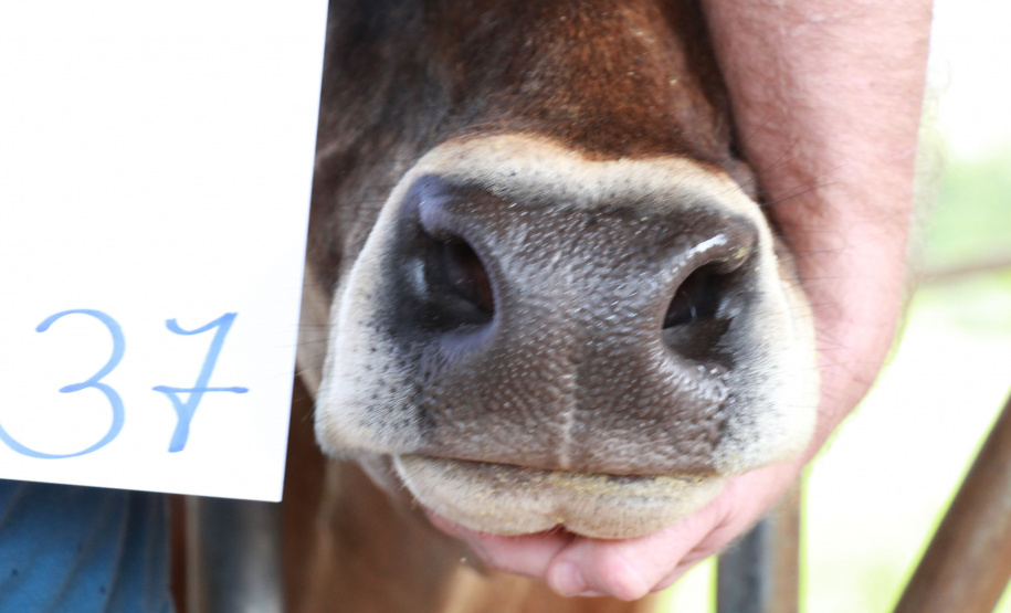 SEAB IDENTIFICAÇÃO BOVINOS