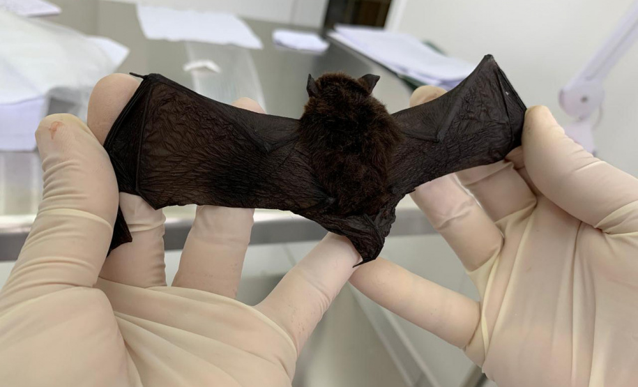 Sesa alerta para cuidados com morcegos e prevenção contra a raiva no verão