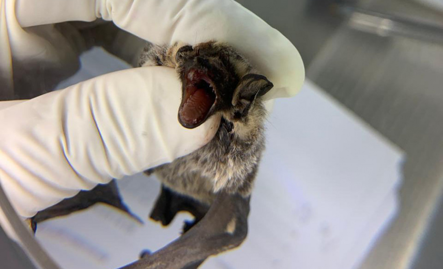 Sesa alerta para cuidados com morcegos e prevenção contra a raiva no verão
