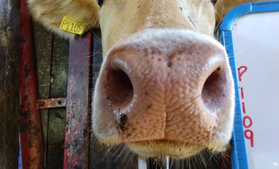 SEAB IDENTIFICAÇÃO BOVINOS