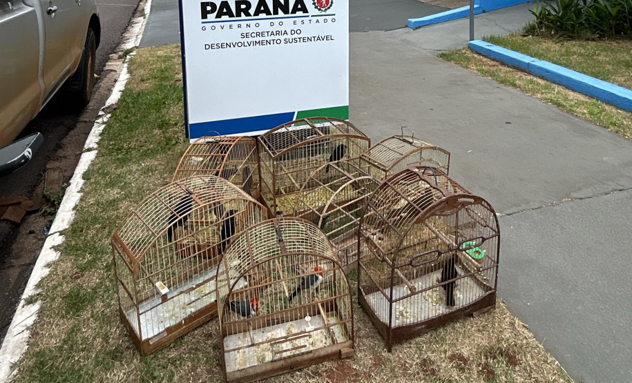 Aves resgatadas foram encaminhadas para o viveiro florestal do IAT de Umuarama.