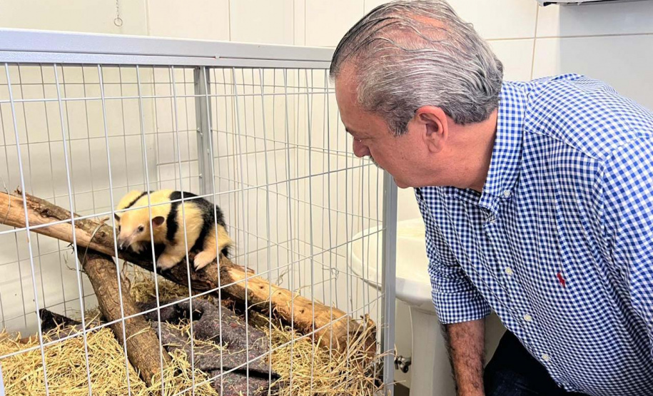 IAT fecha 2024 com 3.735 atendimentos à fauna silvestre no Paraná