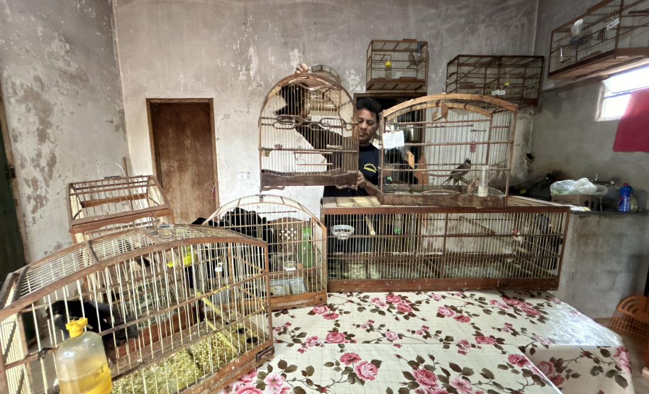 Aves resgatadas foram encaminhadas para o viveiro florestal do IAT de Umuarama.