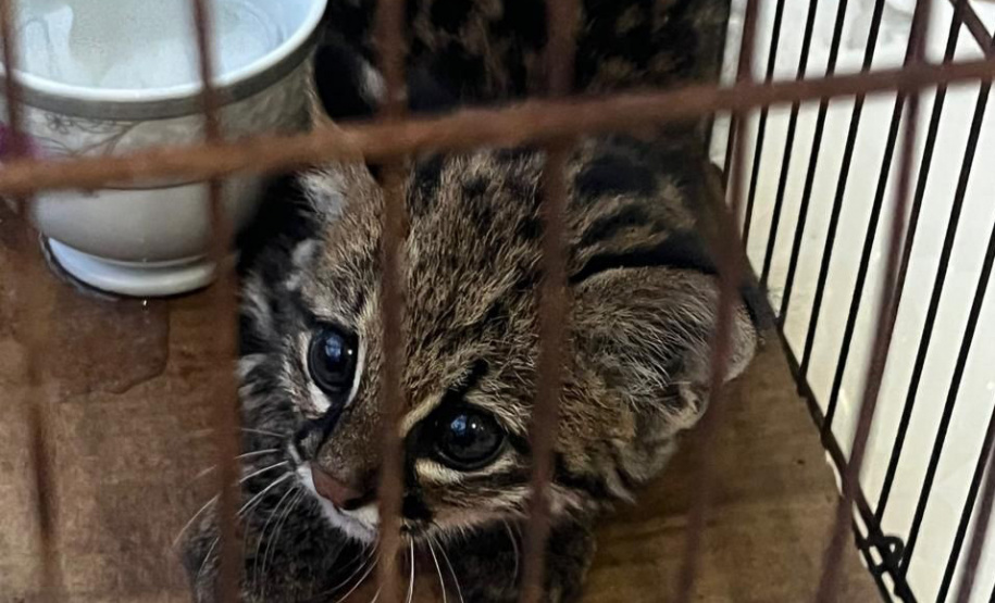 Aves resgatadas foram encaminhadas para o viveiro florestal do IAT de Umuarama.