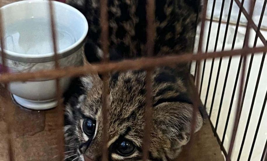 IAT fecha 2024 com 3.735 atendimentos à fauna silvestre no Paraná