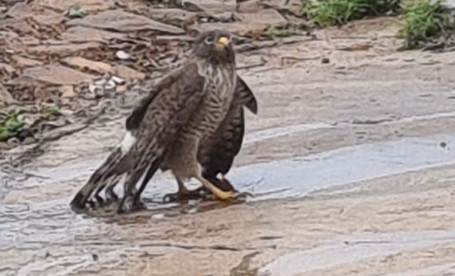 IAT fecha 2024 com 3.735 atendimentos à fauna silvestre no Paraná