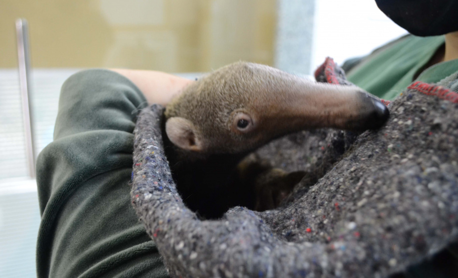 IAT fecha 2024 com 3.735 atendimentos à fauna silvestre no Paraná