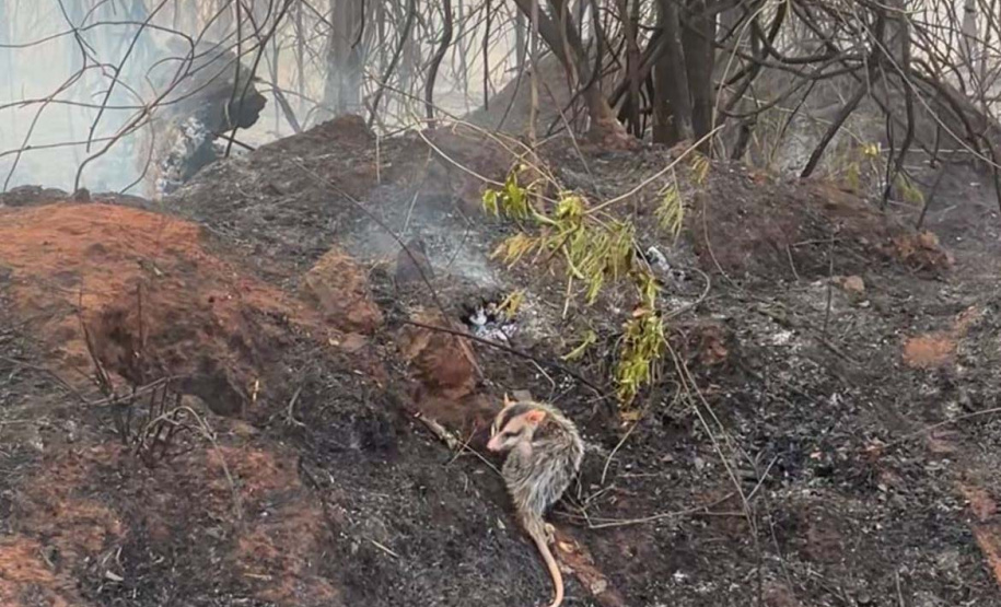 IAT fecha 2024 com 3.735 atendimentos à fauna silvestre no Paraná