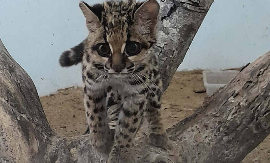 IAT fecha 2024 com 3.735 atendimentos à fauna silvestre no Paraná