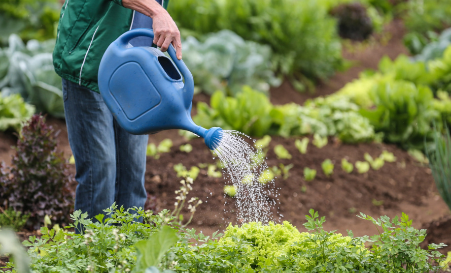 Em 2024, Governo do Paraná investiu mais de R$ 250 milhões em segurança alimentar