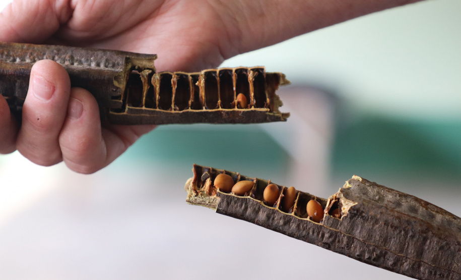 IAT INDENIZAÇÃO PETROBRAS