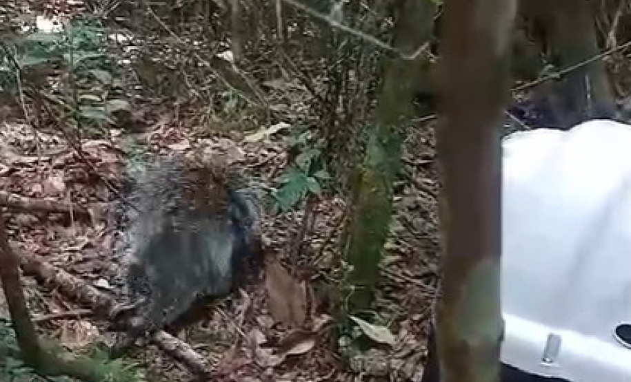 IAT SOLTURA PORCO ESPINHO