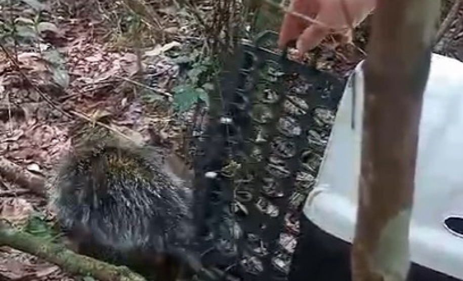 IAT SOLTURA PORCO ESPINHO