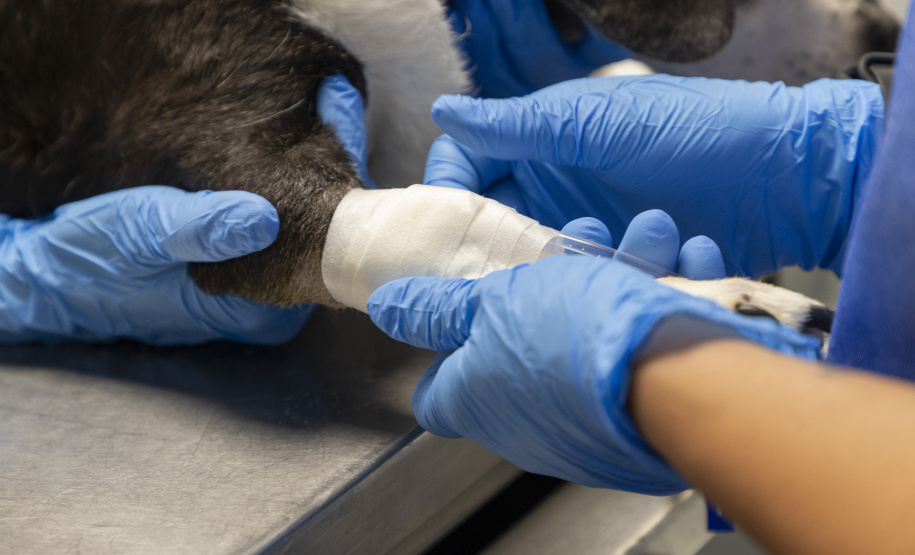 Com três estabelecimentos certificadas em 2024, Tecpar finaliza projeto-piloto para mercado veterinário