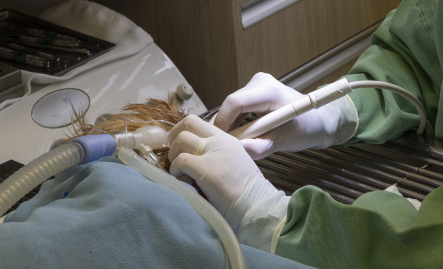 Com três estabelecimentos certificadas em 2024, Tecpar finaliza projeto-piloto para mercado veterinário