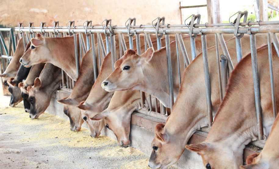 SEAB IDENTIFICAÇÃO BOVINOS