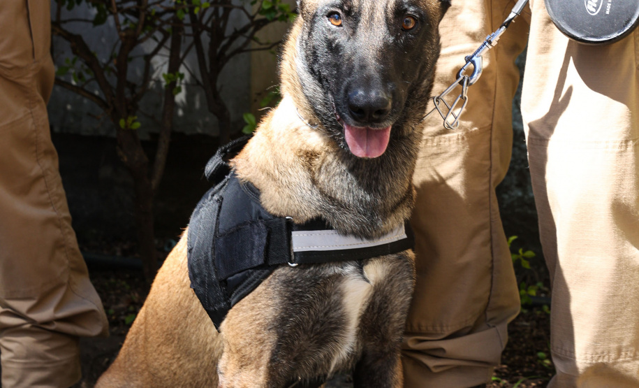 Reforço nas estradas: DER/PR entrega 36 viaturas e 5 cães ao Batalhão de Polícia Rodoviária