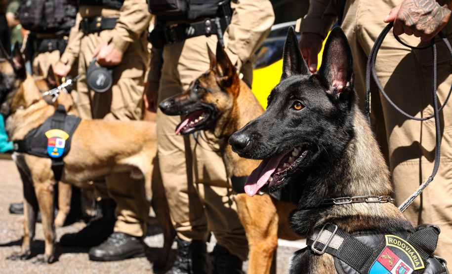 Reforço nas estradas: DER/PR entrega 36 viaturas e 5 cães ao Batalhão de Polícia Rodoviária