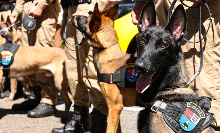 Reforço nas estradas: DER/PR entrega 36 viaturas e 5 cães ao Batalhão de Polícia Rodoviária