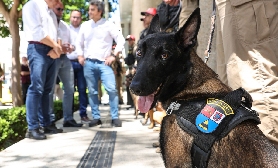 Reforço nas estradas: DER/PR entrega 36 viaturas e 5 cães ao Batalhão de Polícia Rodoviária