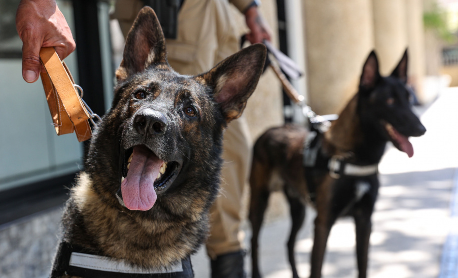 Reforço nas estradas: DER/PR entrega 36 viaturas e 5 cães ao Batalhão de Polícia Rodoviária