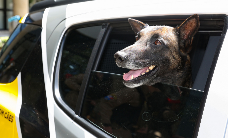 Reforço nas estradas: DER/PR entrega 36 viaturas e 5 cães ao Batalhão de Polícia Rodoviária