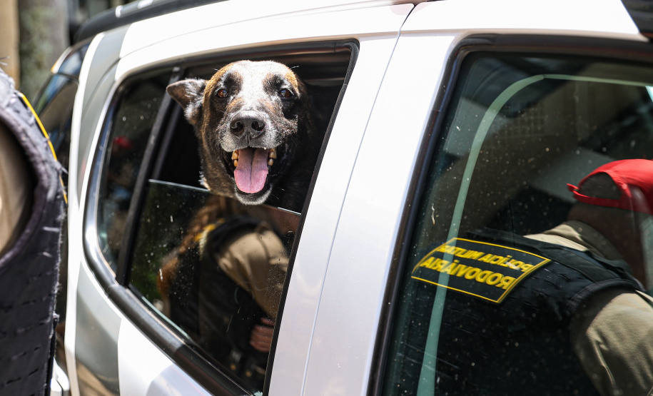 Reforço nas estradas: DER/PR entrega 36 viaturas e 5 cães ao Batalhão de Polícia Rodoviária