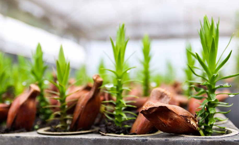 IAT INDENIZAÇÃO PETROBRAS