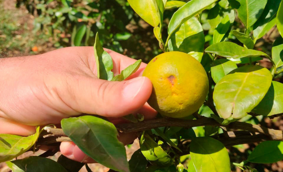 Paraná avança na luta contra o greening com força-tarefa que erradicou mais de 200 plantas sintomáticas no Noroeste