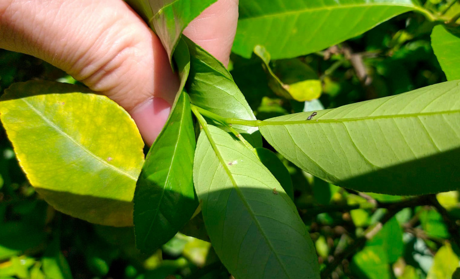 Paraná avança na luta contra o greening com força-tarefa que erradicou mais de 200 plantas sintomáticas no Noroeste