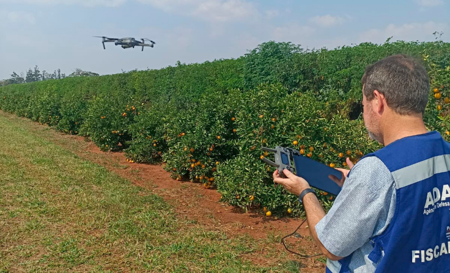 Paraná avança na luta contra o greening com força-tarefa que erradicou mais de 200 plantas sintomáticas no Noroeste
